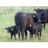 Image 10 : Mt. Sentinel Ranch Ltd. - 540# October Delivery Steer Calves - 115 Head (Longview, AB)