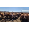 Image 5 : Amber Mountain Farms - 710# May Delivery Heifers - 80 Head (Vauxhall, AB)