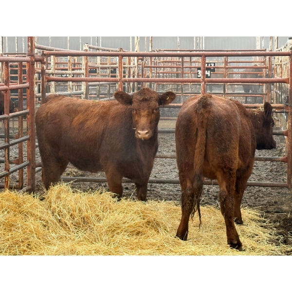 D6 Cattle Farm - 2 Heifers (Pen 415)