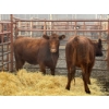 Image 1 : D6 Cattle Farm - 2 Heifers (Pen 415)