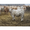 Image 12 : Vossepoel Cattle Co. - 680# December Delivery Weaned Steers - 250 Head (Tilley, AB)
