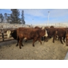 Image 3 : Gemstone Cattle Company - 10 Red Goggle-Eyed Heifers (Pen 331 - 333) 932# avg