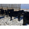Image 4 : Rock Creek Cattle Co. Ltd. - 560# December Delivery Weaned Steers - 72 Head (Nanton, AB) VBP+