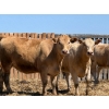 Image 8 : Merlin Torkelson - 925# June Delivery Heifers - 100 Head (Duchess, AB)