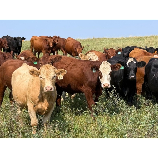 Riverbend Ranch - 1080# September Delivery Grass Steers - 225 Head (Coronation, AB)