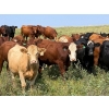 Image 1 : Riverbend Ranch - 1080# September Delivery Grass Steers - 225 Head (Coronation, AB)