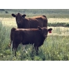 Image 9 : Garvin Kostal - 625# November Delivery Steer Calves - 95 Head (Spring Valley, SK)