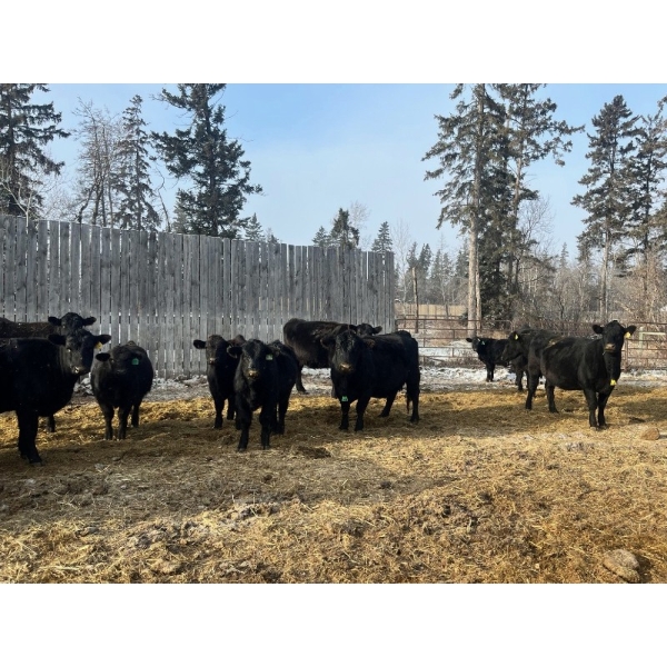 Joe & Donald Bouchard - 730# December Delivery Steer Calves - 81 Head (Fisher Branch, MB)