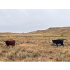 Image 12 : Monty & Corey Arendt - 625# Oct/Nov Delivery Steer Calves - 53 Head (Ravenscrag, SK)