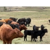 Image 10 : Kingsclere Ranch - 40 Angus X Pairs (Parsons, BC)