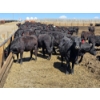 Image 2 : Cattlewood Farms Ltd. - 750# May Delivery Heifers - 170 Head (Swalwell, AB)