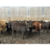 Image 2 : Cromer Cattle Company Inc. - 940# September Delivery Heifers - 64 Head (Cromer, MB)
