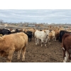 Image 8 : Chipping Hill Cattle Co. - 1050# May Delivery Steers - 174 Head (MacGregor, MB)