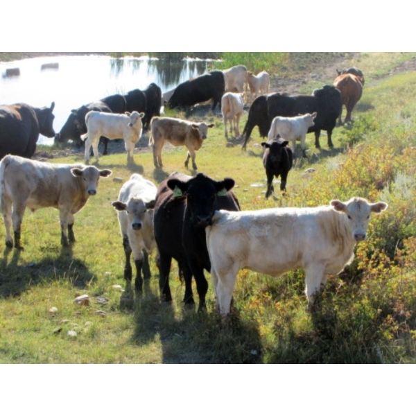 Douglass Cattle Co. - 540# Heifer Calves - 95 Head (Finnegan, AB)