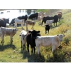 Image 1 : Douglass Cattle Co. - 540# Heifer Calves - 95 Head (Finnegan, AB)