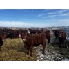 Image 2 : Kris Springer - 50 November Delivery Red Angus X Bred Heifers (Foam Lake, SK)
