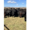 Image 3 : Pakowki Ranching Co. Ltd.  - 10 Black Heifers (Pen 301 - 303)