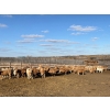 Image 3 : Reilly Lake Ranching - 900# March Delivery Weaned Heifers - 140 Head (Lloydminster, AB)