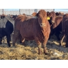 Image 5 : Fox Cattle Co. - 25 Red/RBF Simm X May Caving Bred Heifers (Foam Lake, SK)