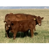 Image 4 : Clear Lake Farming Co. - 650# October Delivery Steer Calves - 60 Head (Stavely, AB)