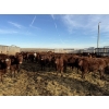 Image 6 : South Ridge Simmentals - 680# Jan/Feb Delivery Heifers - 90 Head (Monarch, AB)