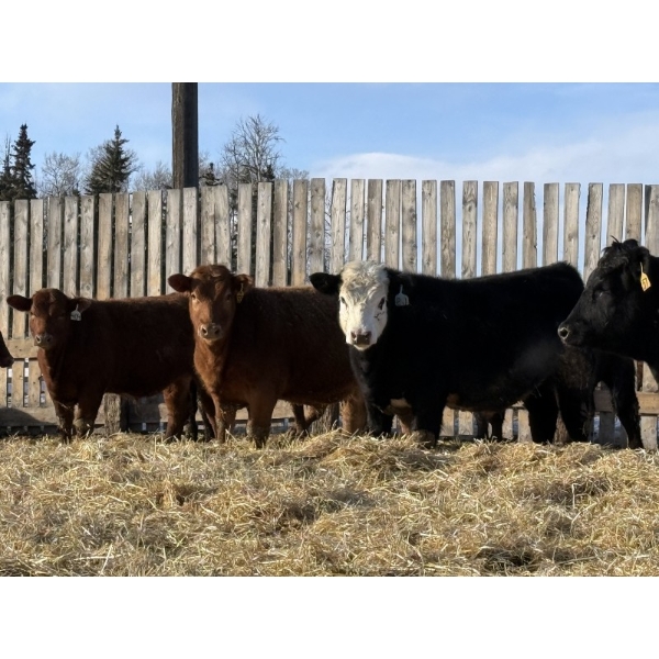 Hopper Farms/Jace Poffenroth - 900# March Delivery Steers - 68 Head (Eckville, AB)