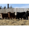 Image 1 : Hopper Farms/Jace Poffenroth - 900# March Delivery Steers - 68 Head (Eckville, AB)