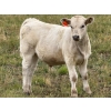 Image 6 : Jean Lamson - 630# October Delivery Steer Calves - 85 Head (Hanna, AB)