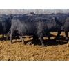 Image 8 : Double X Management - 44 Open Cows/Heiferettes (Langruth, MB)