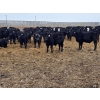 Image 4 : Ripple Rock Ranch - 750# March Delivery Steers - 290 Head (Fincastle, AB)