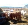 Image 4 : Ootsa Lake Cattle Co. - 800# June Delivery Steers - 75 Head (Ootsa Lake, BC)