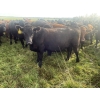 Image 17 : K6 Farms - 1000# Sept/Oct Delivery Grass Steers - 210 Head (Buck Lake, AB)