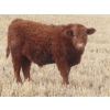 Image 2 : Sybouts Lake Farms Ltd. - 550# March Delivery Steers - 80 Head (Gladmar, SK)