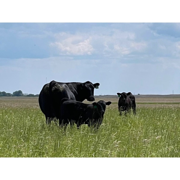 Vredegoor Ranch - 500# October Delivery Steer Calves - 200 Head (Handhills, AB)