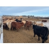 Image 6 : Range 45 Ranch Ltd. - 900# March Weaned Steers - 210 Head (Dewberry, AB)