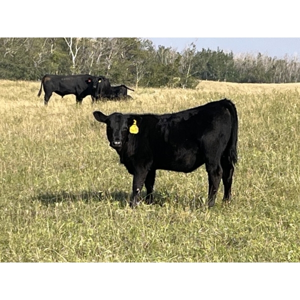 Calberta Farms/McMillin Ranching - 540# November Delivery Heifer Calves - 85 Head (Hanna, AB)
