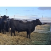 Image 12 : Brent & Tyler Stammers - 2 Red Cows (Pen 705)