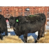 Image 3 : Fox Cattle Co. - 10 Black Heifers (Pen 406)