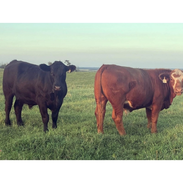 Bar 3 Ranches Ltd. - 1100# September Delivery Grass Steers - 40 Head (Erskine, AB)