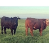 Image 1 : Bar 3 Ranches Ltd. - 1100# September Delivery Grass Steers - 40 Head (Erskine, AB)