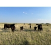 Image 7 : Douglass Bros. Ranching - 580# November Delivery Heifer Calves - 100 Head (Gem, AB)