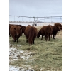 Image 1 : Westwick Ranching - 7 Red 3rd Calvers (Pen 509)
