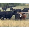 Image 2 : RL Ranches (Lyle & Rylee Hewitt) - 550# October Delivery Heifer Calves - 80 Head (Buffalo, AB)