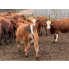 Image 18 : French's Farm - 1025# October Delivery Steers - 180 Head (Kelwood, MB)