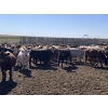 Image 4 : Westview Feeders - 870# Sept/Oct Delivery Heifers - 140 Head (Monarch, AB)