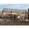 Image 4 : Lowe Ranches - 698# December Delivery Weaned Steers - 92 Head (Nanton, AB)