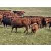 Image 13 : Garvin Kostal - 625# November Delivery Steer Calves - 95 Head (Spring Valley, SK)