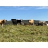 Image 1 : Reilly Lake Ranching - 970# September Delivery Grass Steers - 65 Head (Lloydminster, AB)