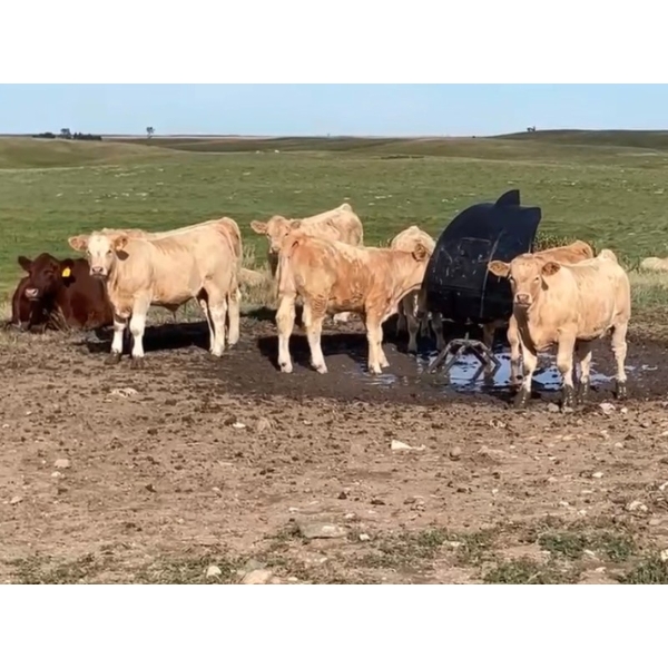 Lohse Farm & Ranch Ltd. - 685# October Delivery Steer Calves - 81 Head (Beaubier, SK)