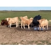 Image 1 : Lohse Farm & Ranch Ltd. - 685# October Delivery Steer Calves - 81 Head (Beaubier, SK)